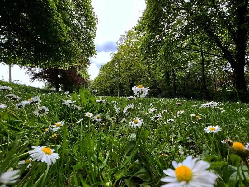 The Meadows